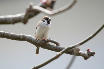 Spatz mit Futter 2 (2020-04)