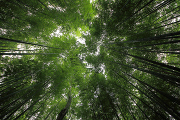 bottom view on the canopy of trees
