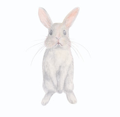 funny shy rabbit, watercolor illustration