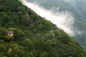 hills covered with forest and fog