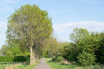 Bike path in Dutch Nature scene