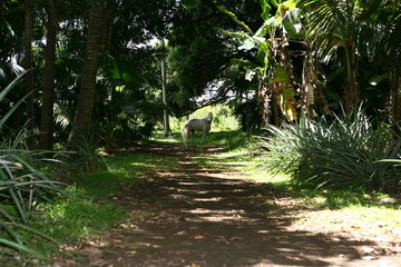 L'ile de La Réunion dans l'océan Indien, France.