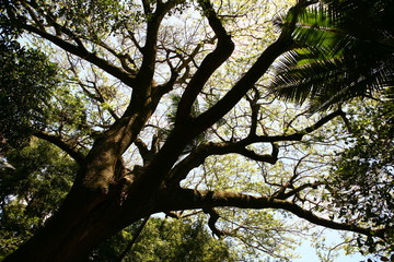 L'ile de La Réunion dans l'océan Indien, France.