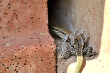 Molting lizard