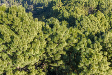 Giant trees seen from above at Tansen in Nepal