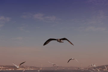 seagulls flying in istanbul