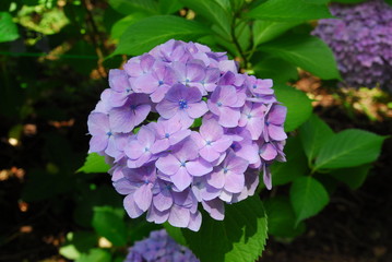 紫陽花