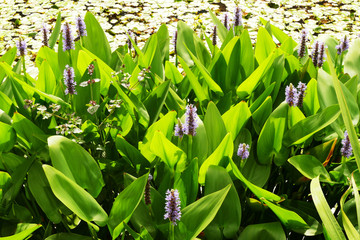 Pickerelweed (Pontedria Cordata) group of flowers with water mint (Mentha Aquatica)  © Gert-Jan van Vliet