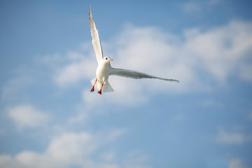 seagull in flight. seagull in the sky. bird wings.  seagull fly over