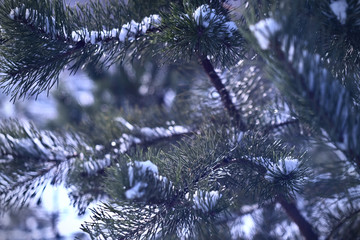 Christmas tree branches