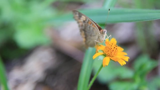 salvador, bahia / brazil - april 25, 2020: the butterfly is seen sucking nectar from a flower in the rural area of the city of Salvador.