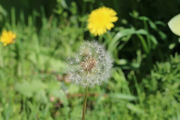 dandelion on green grass
