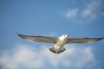 seagull in flight. seagull in the sky. bird wings.  seagull fly over