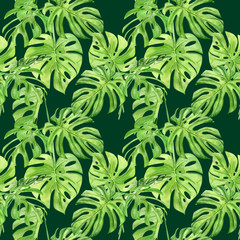 Naklejka na ściany i meble Watercolor illustration seamless pattern of tropical leaf monstera. Perfect as background texture, wrapping paper, textile or wallpaper design. Hand drawn
