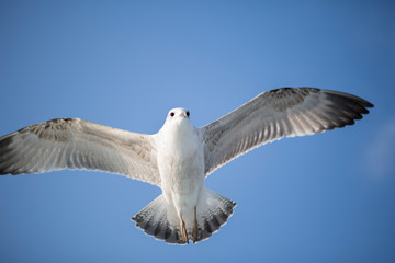 seagull in flight. seagull in the sky. bird wings.  seagull fly over
