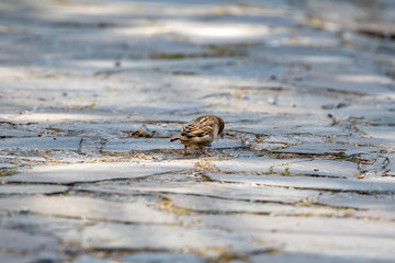 sparrow searching for nesting material in spring