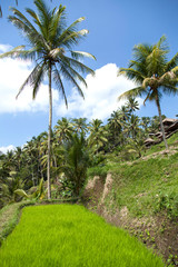 Fototapeta premium Beautiful rice terraces in the moring light near Tegallalang village, Ubud, Bali, Indonesia. 