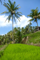 Fototapeta premium Beautiful rice terraces in the moring light near Tegallalang village, Ubud, Bali, Indonesia. 