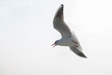 seagull in flight. seagull in the sky. bird wings.  seagull fly over
