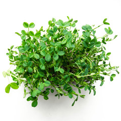 Organic green pea pea sprouts isolated stock photo