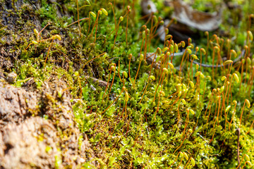 Moss Detail