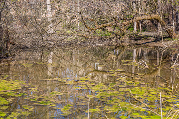 Sun in the Swamp