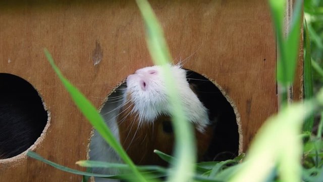 Funny american tame guinea pig or cavy sitting in a wooden house, cavia eating wooden house.