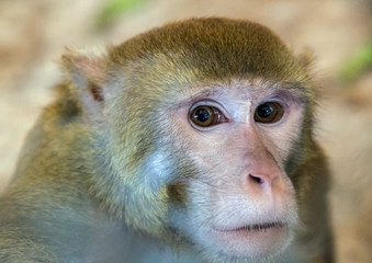 Monkey portrait macaque Sri Lanka