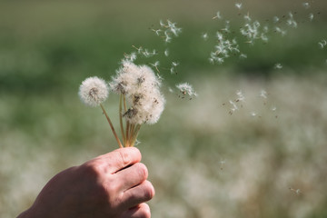 Fototapeta premium bouquet of dandelions in hand, dandelions in the wind