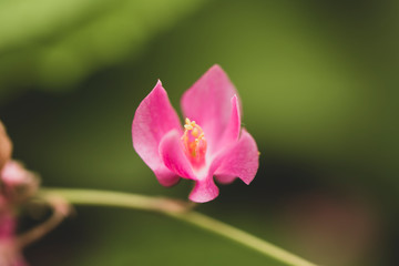 Naklejka premium flore