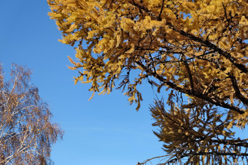 Tree in autumn over a blue sky