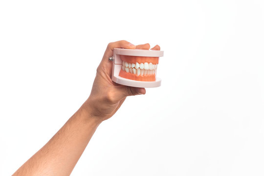 Hand of caucasian young man holding plastic denture teeth over isolated white background
