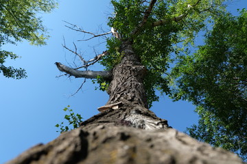 the tree in the forest