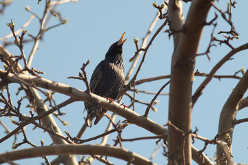 Singing bird on a branch