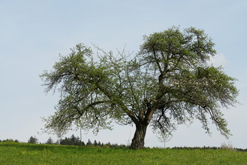 A big apple tree in spring standing lonely in the landscape with tiny green leaves and flowers in blossom on part of the branches.
