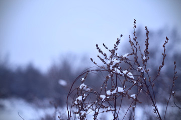 Snow-covered grass