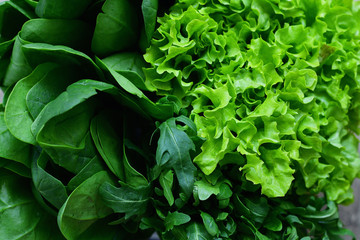 Fototapeta na wymiar Fresh Organic Raw Greens. Creative layout of green leaves. green crispy Lettuce salad, Spinach, dill, arugula. vegan, vegetarian concept.Spring avitaminosis