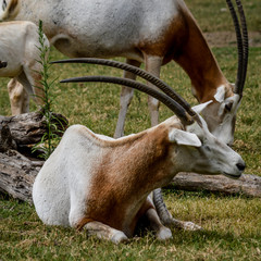 Close up portrait of a scimitar horned oryx (oryx dammah) grazing