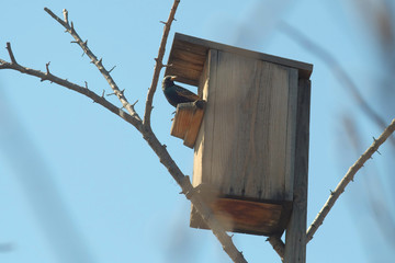 A bird in a birdhouse