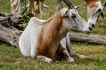 Close up portrait of a scimitar horned oryx (oryx dammah) grazing