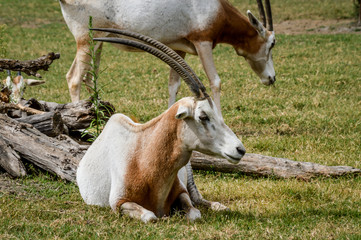 Close up portrait of a scimitar horned oryx (oryx dammah) grazing