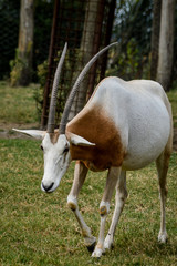 Close up portrait of a scimitar horned oryx (oryx dammah) grazing