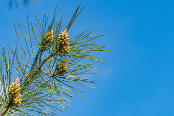 Young yellow cones on pine branches of Pitsunda Pinus brutia pityusa against blue sky. Close-up. Evergreen landscaped garden. Selective focus. Nature concept for design. There is place for text