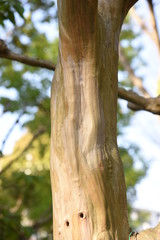 Obraz premium Crape myrtle trunk and bark / Lythraceae deciduous tree