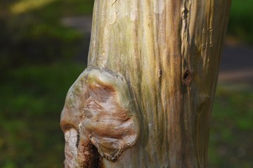 Crape myrtle trunk and bark / Lythraceae deciduous tree