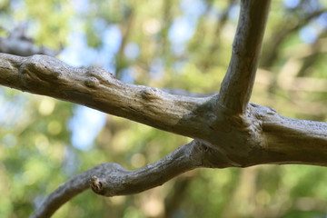 Crape myrtle trunk and bark / Lythraceae deciduous tree