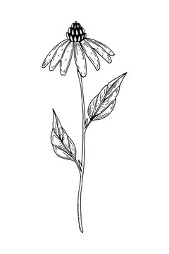Hand drawn vector illustration of a Echinacea isolated on white. Meadow plant drawing in a sketch style