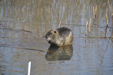 nutria in its water kingdom