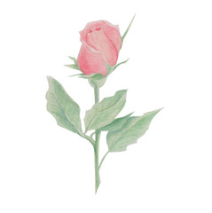 close coral rose, watercolor flower illustration