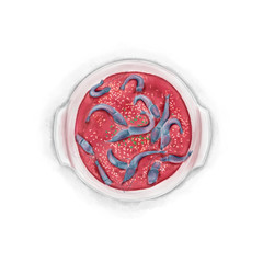 Watercolor Illustration of Chinese Cuisine - Drunken Shrimps | 醉虾
